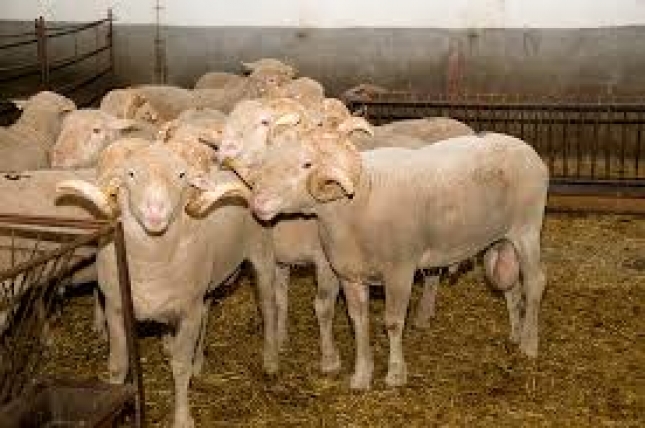 Aumenta en casi un 30% el número de animales de ovinos precoces en control de rendimientos