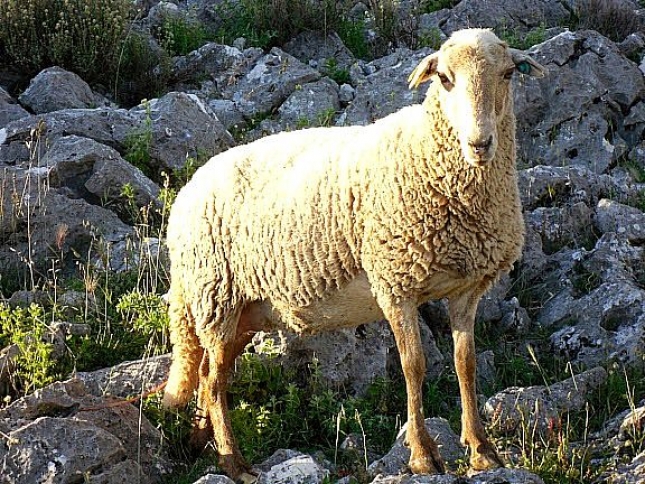 10.000 ovejas podrn pastar durante cinco aos en el monte lojeo.
