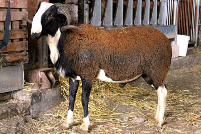 El territorio de las razas (XXXII): La oveja Roya Bilbilitana se expande a cuatro regiones