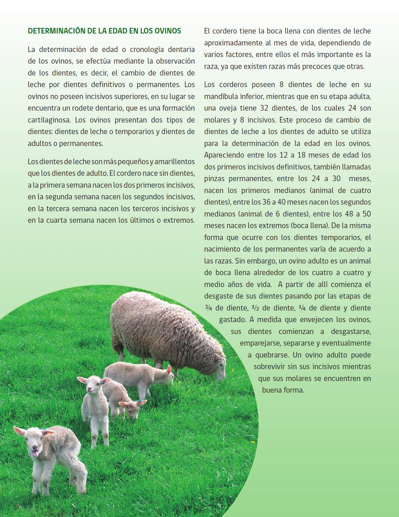 La condición corporal óptima de las ovejas 003