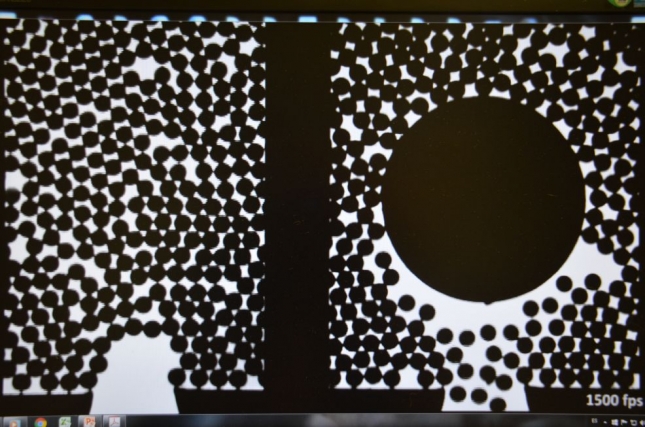 �LAS PRISAS NO SON BUENAS�� Estudios del comportamiento de ovejas permiten mejorar el tr�fico de personas en las aglomeraciones