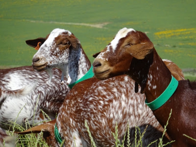 La leche de cabra en Andaluca sigue subiendo en enero y ya aumenta un 18,2% interanual