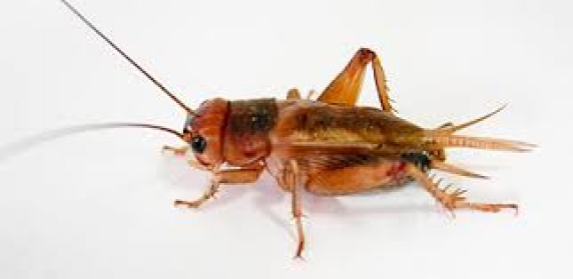 Saja (Cesfac): Los insectos sern en 10 aos parte relevante en la alimentacin animal