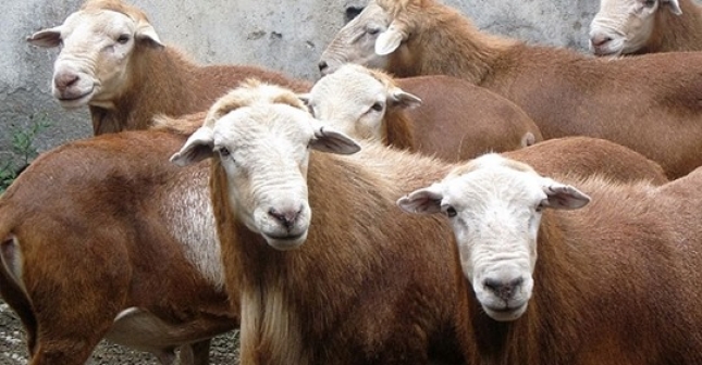 Slo tres rebaos fueron positivos a la brucelosis ovina y caprina en el pasado ao 2018
