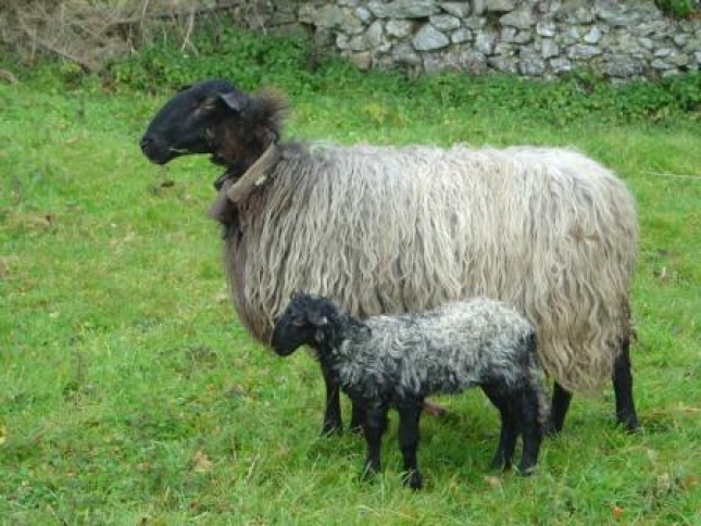 El territorio de las razas (XLV): Las dificultades de la oveja negra Carranzana.