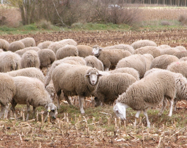 Un 12,8% de los ganaderos de ovino de leche de Castilla-La Mancha dejan la actividad en el ltimo ao