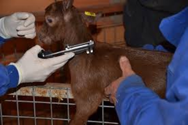 Duración e intensidad de la respuesta inmune en ovejas y cabras vacunadas contra brucelosis