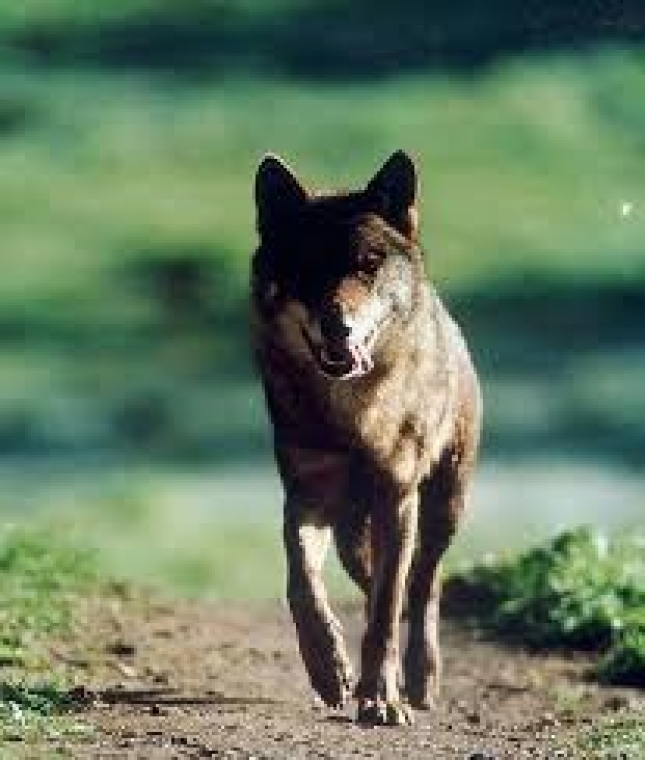 vila, campo de pruebas de un proyecto europeo para prevenir ataques de lobos