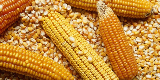 La cosecha de granos de Brasil caer un 5,7 % este ao