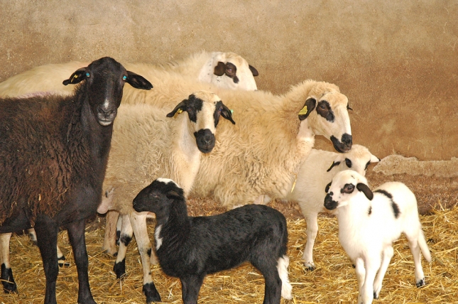 Las ovejas hijas de inseminacin artificial en Churra producen un 11% ms de leche que la media