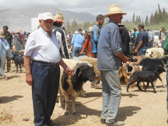 LOS GANADEROS DE LA RAZA LOJE�A VIAJAN A MARRUECOS POR LA FIESTA DEL CORDERO