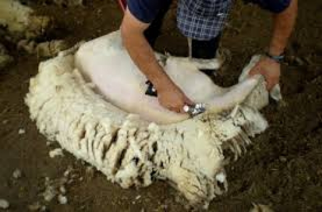 La raza Merina prev poner en marcha un programa de seleccin para produccin de lana