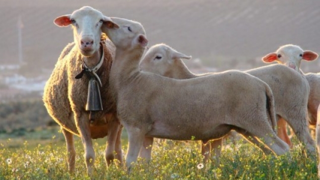 Uni de Pagesos (UP) piden a Agricultura medidas urgentes ante la crisis del ganado ovino y caprino cataln