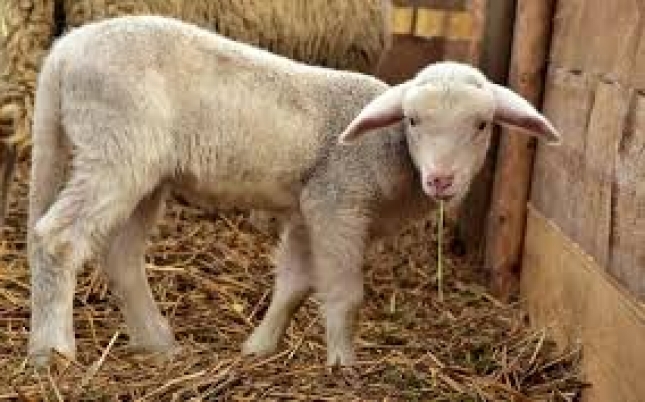 Andaluca se plantea dotar de inmunidad ante lengua azul al ganado ovino en zonas restringidas