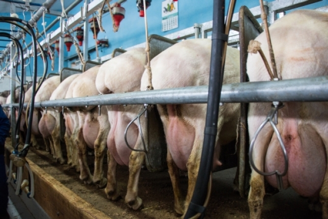Castilla y Len refuerza su actividad transformadora de leche de oveja ante el descenso de Castilla-La Mancha