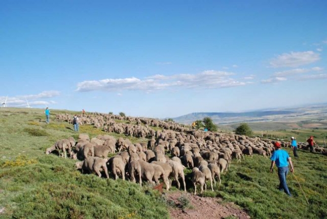 Ms de 1.500 ovejas llegan a Guadarrama en su trashumancia hacia Madrid