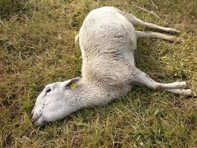 Retiran ms de 1.400 animales muertos por la gota fra en la Vega Baja (Alicante)