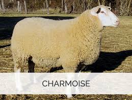 charmoise