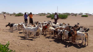 Photo: FAO/Tamiru Legesse