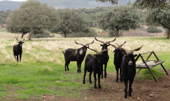 La Raza Verata quiere m�s apoyo de la Administraci�n para impulsar una marca de calidad de sus cabritos