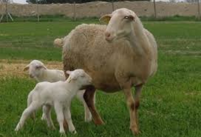La edad media al primer parto de las ovejas en control lechero en Castilla y Len es de 18 meses