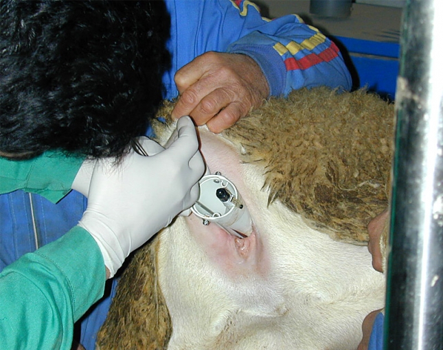 Ovig�n acoge el IX Curso Te�rico-Pr�ctico de Reproducci�n e Inseminaci�n Artificial en Ovino y Caprino