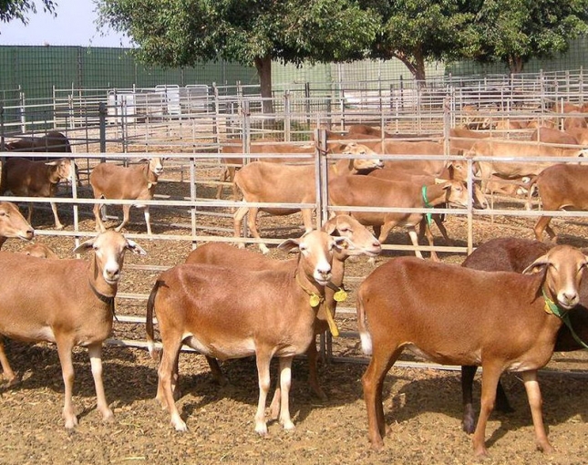 La raza ovina Canaria de Pelo se consolida con la presentacin de un catlogo de sementales