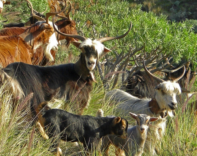 El precio del cabrito lechal alcanza su m�ximo anual con el descenso de la oferta
