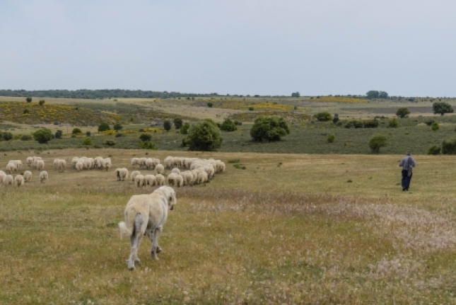 UPA Castilla-La Mancha prev un invierno complicado para los ganaderos por falta de pastos