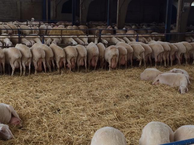 Ms de 90.000 explotaciones de ovino de carne siguen dadas de altas en Espaa