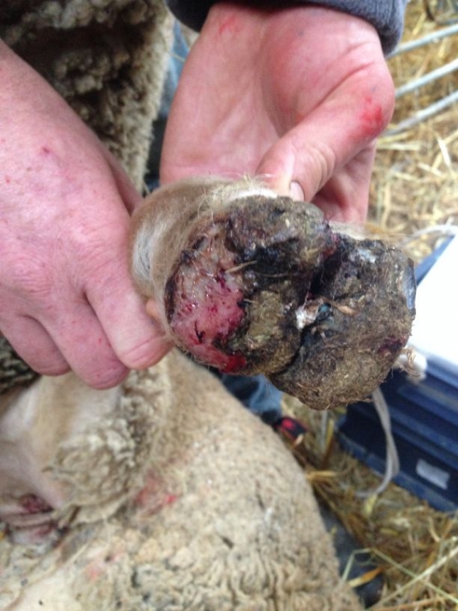 El pH del suelo y el contenido de arcilla son factores de riesgo para la sarcocistosis en ovejas