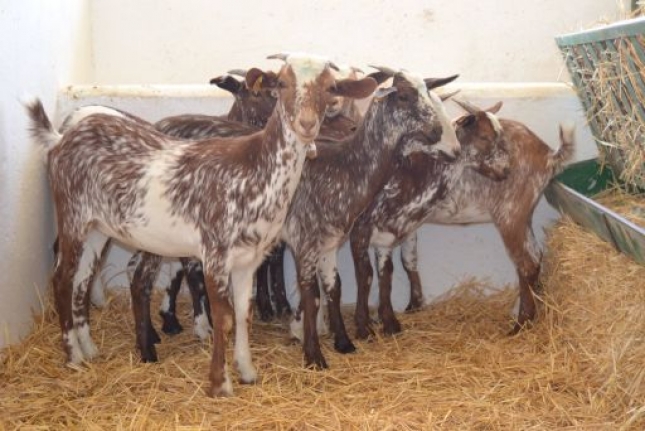 Andaluca acapara ms de la mitad de productores de leche de cabra a nivel nacional