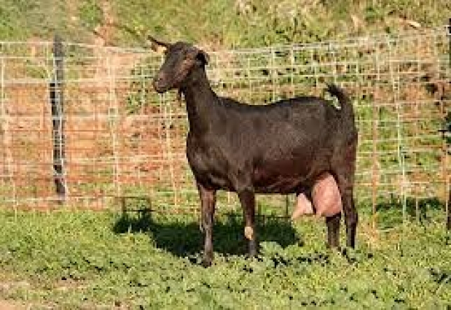 Extremadura y Andaluca lideraron los aumentos en el precio de la leche de cabra en septiembre