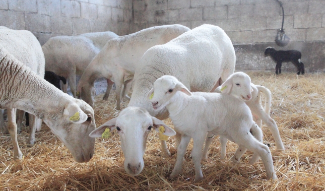 Ayudas europeas para el almacenamiento privado de ovino y caprino de carne