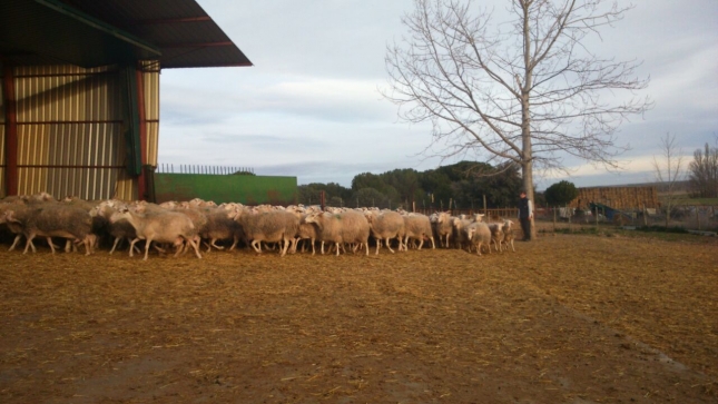 Fuerte reduccin interanual del 9,5% en el nmero de productores de ovino lechero