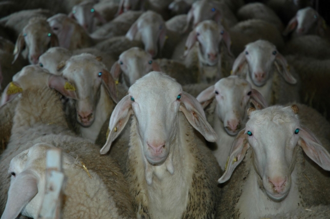 La contratacin en el sector del ovino lechero subi ligeramente en el mes de marzo