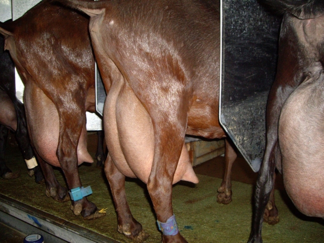 Las cooperativas frenan el descenso del precio de la leche de cabra con menos produccin