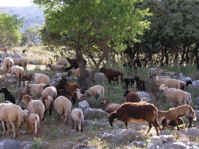 ovejas en el campo web