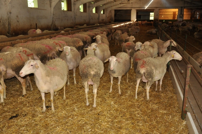 La exportación de ovinos vivos sirve como bálsamo al sector con un aumento del 19,7% anual