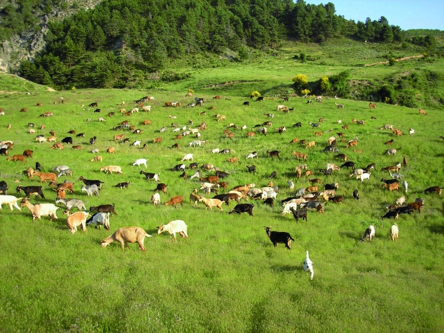 Bruselas recomienda aumentar la resistencia genética de las cabras ante el scrapie