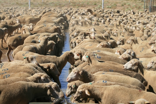 El censo de ovejas de carne en Espaa desciende un 3,5% durante el ltimo ao