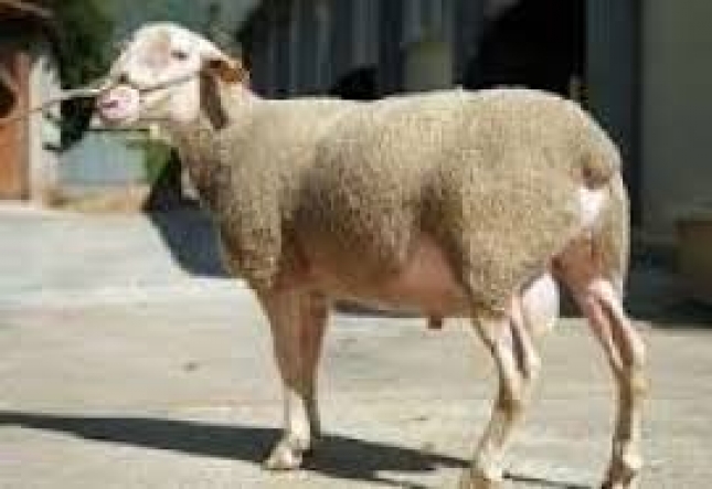 El BOE publica la actualizacin del programa de cra de raza ovina Lacaune