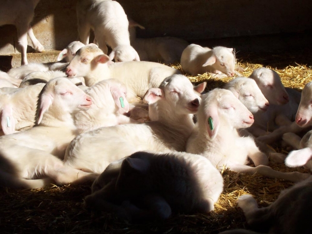 Estabilidad en la produccin de carne ovina en los dos primeros meses del ao
