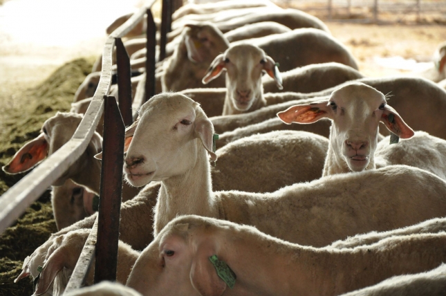 Assaf es la nica raza ovina que sube su nmero de animales en control lechero en Castilla y Len