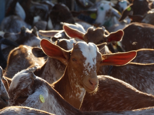 La leche de cabra ya empez a bajar en marzo pero se mantena por encima de 2019