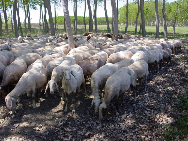 Un tratamiento selectivo de desparasitacin ovina ayuda a reducir las resistencias