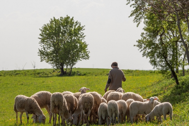 Interovic presenta un plan de minimizacin de los efectos del COVID-19 en ovino y caprino de carne