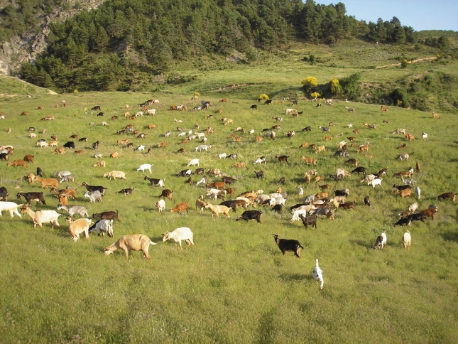 La campaa Cabras sanas busca erradicar la tuberculosis caprina en Cantabria