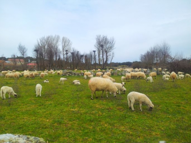 Castilla y Len establece ayudas para la compra de machos ovinos resistentes al scrapie