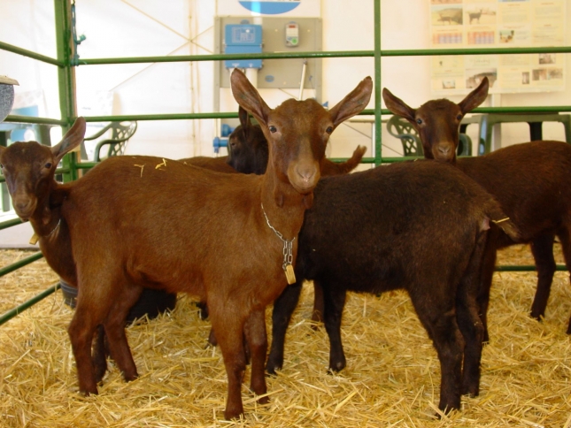 El precio del cabrito en Murcia desciende a la mitad desde el inicio de la crisis del coronavirus